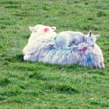 Wonderful Setting Wicklow